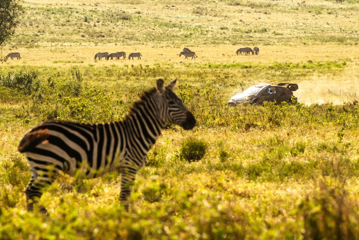 Safari Rally 2026: Challenges and Strategies at the Heart of the Event